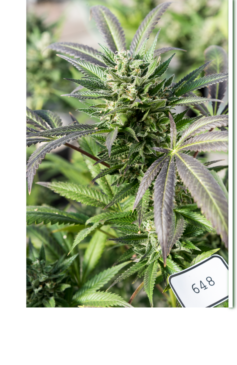 RCK SKETCH_asymmetric THC catalog